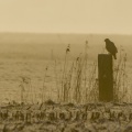 28_02_16_9999_5-meppel-buizerd.jpg