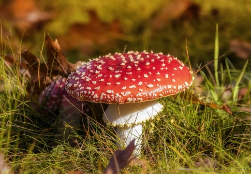 Op een grote paddenstoel