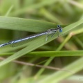 17_06_15_9913-libelle2-meppelerbos.jpg