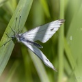 26-07-15-9999-297-vlinder.jpg