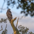 08-10-16-buizerd3.jpg