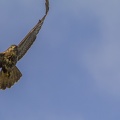 25-10-15-9999-52-buizerd.jpg