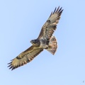 101616img-0268-buizerd.jpg