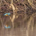 24-02-16-9999-24-ijsvogel.jpg