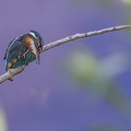 01-07-15-9999-246-ijsvogel.jpg