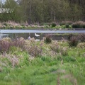 30-04-15-9330-wanneperveen-lepelaar.jpg