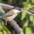 020917img-8501-glanskop.jpg