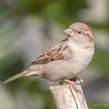 170917img-9196-huismus.jpg