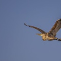 07-07-15-9999-59-purperreiger.jpg