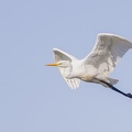 11-10-15-9999-9-zilverreiger.jpg