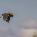 16-06-15-9878-purperreiger2.jpg