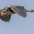 090518img-3920-purperreiger.jpg