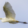 IMG-8238-zilverreiger.jpg