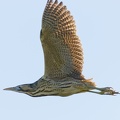 051219img-7929-roerdomp.jpg