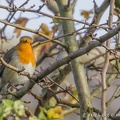31-10-15-9999-93-roodborst.jpg