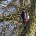 27-02-16-9999-2-grote-bonte-specht.jpg