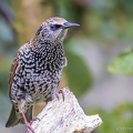 290917img-9523-spreeuw.jpg
