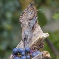 290917img-9507-spreeuw-druif.jpg