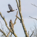 010518img-2971-zeearend-kiekendief.jpg